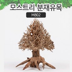 SM 프리미엄 베트남 분재유목 [M802], 1개
