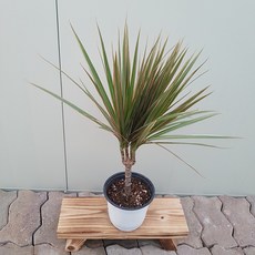 레인보우마지나타