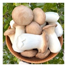 국내산 새송이버섯 상급 2kg 케이엠푸드, 1개