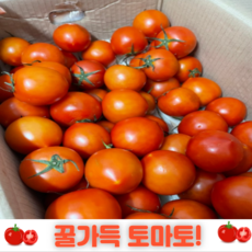 500g 더주는 당일배송 산지직송 꿀가득 완숙 찰 토마토 5kg 10kg 주스용 쥬스용 못난이 방울토마토 스테비아토마토 완숙토마토 토마토 대추방울토마토 과일 대저토마토짭짤이 대추, 토마토 2Kg 정품 (2~3번과), 1개