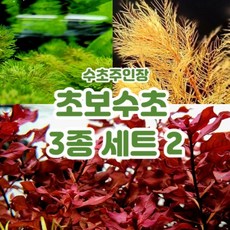 수초 TOP01