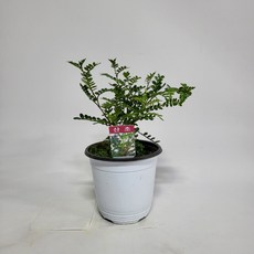 산초묘목