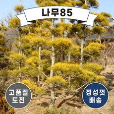 (나무85) 황금소나무 접목1년, 10개