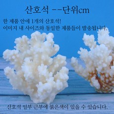 산호가지