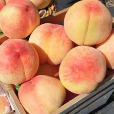 당도보장 프리미엄 맛있는 백도 복숭아