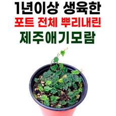 테라리움 식물 제주애기모람 생육 포트 공기정화, 1포트, 1개