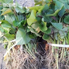 정성어린 호박고구마 모종, 호박고구마 모종 5kg 월요일 출발 화요일 도착