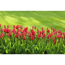  SN초화튤립 구근50개(색상랜덤) 