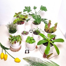 네펜데스