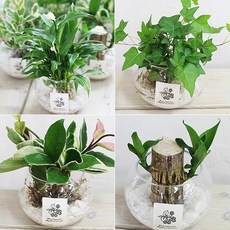 싱고니움수경재배