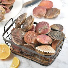 [AKMALL]싱싱한 제철 활 홍가리비 3kg 75-90미, 1개