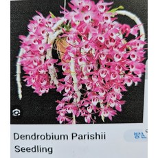 덴드로비움~파리쉬 (Den parishii seedling)