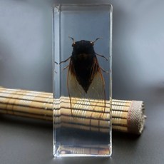 레진 곤충표본 장수풍뎅이 거미 전갈 사마귀 도마뱀 하늘소, 1세트, 11x4.5x2.8cm 매미