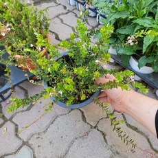 크랜베리나무