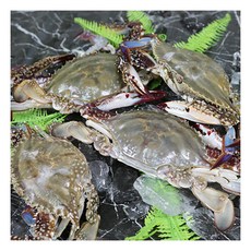 햇꽃게3kg