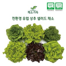 무농약 친환경 유럽 샐러드 쌈 채소, 1박스, 500g