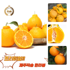 [굿피플] 한라봉 한라봉선물세트 천혜향 귤 레드향 황금향 과일선물세트[한라봉_선물용 2.1kg 중과], 1박스