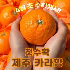 24년 첫 수확! 고당도 제주 카라향 가정용 산지직송