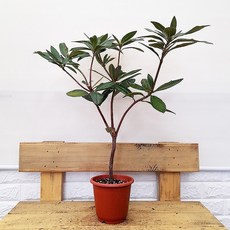 만병초꽃