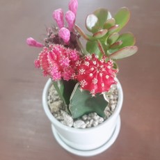인플랜츠팜 비목단3색 화월 도자기 화분 공기정화식물 반려식물