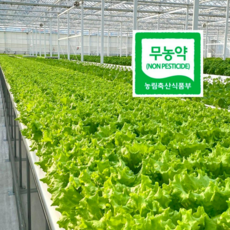 친환경 무농약 유러피안샐러드 유럽상추 샐러드 쌈채소 산지직송 1kg 5-6종, 1박스