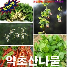 (씨앗) 약초산나물 5종 더덕 단삼 방풍 참취 부지깽이, 1개