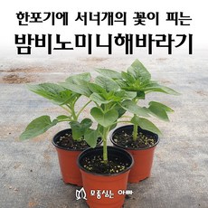 [모종심는아빠] 작은키의 한포기에 서너개의 꽃이 피는 밤비노미니해바라기 모종, 1개