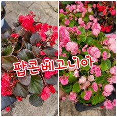 스투카푸카