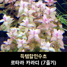 로타라 카라디 (7줄기)