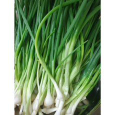 깐 쪽파 900g 다듬은 쪽파 국산 실파 잔파 손질 산지 직송 제철 쪽파 파김치, 1개
