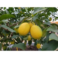 유레카레몬3년생 레몬나무 묘목 공기정화 반려식물, 1개