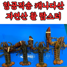 자연산 캐나다 활 랍스터 랍스타 바닷가재 500g 600g 700g 1kg, 1박스