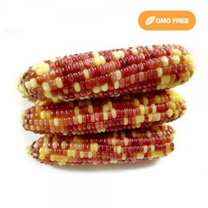 알록달록옥수수