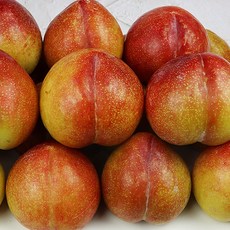 델푸릇수박