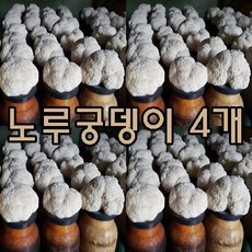 노루궁뎅이 버섯키우기 4개 버섯 배지 가정 유치원 어린이집 키트 체험