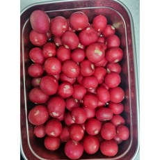 채소팜 래디쉬 1.8kg~2kg radish [원산지:국산] 생허브 빨간무 적환무 방울무 래디시 과일샐러드용, 1팩