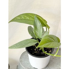 에피프레넘피나텀