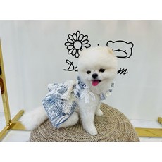 데이지꼼