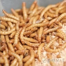 살아있는 밀웜 100마리 도마뱀 고슴도치 햄스터 사마귀먹이