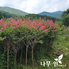 [나무인] 배롱나무 목백일홍 개화주 R3, 1개
