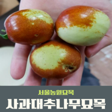 서울농원묘목/대추나무묘목 사과대추 접목 1년생 특묘 상묘 중묘 하묘 신품종