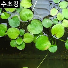 자연재배비트