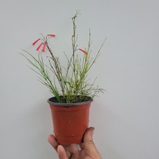폭죽초