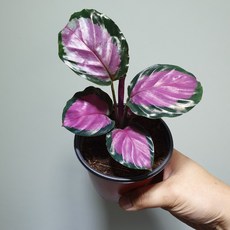 6ae199200e14b632c91ca0411c2631de8d8b6e9f10a3e3b81d178e2814f1.jpg