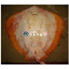 황가오리 노랑가오리 3kg (조업당일발 송상품) 가오리 가오리애 가오리회 가오리찜