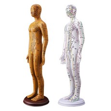  한의학 인체 모형 한의사 경락 교구 인형 혈자리모형, 구리 소프트 모델62cm 여성 모델 HD 