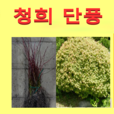 (G성모)청희단풍묘목 삽목2년생 10그루