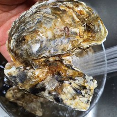 여수 굴 택배