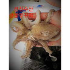 쭈꾸미 전문!! 쭈꾸미 생물( 2kg) 10/15미.20/25마리 알배기 온가족용!!, 2kg