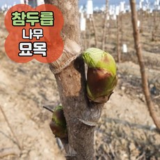 참두릅 나무 묘목 ...